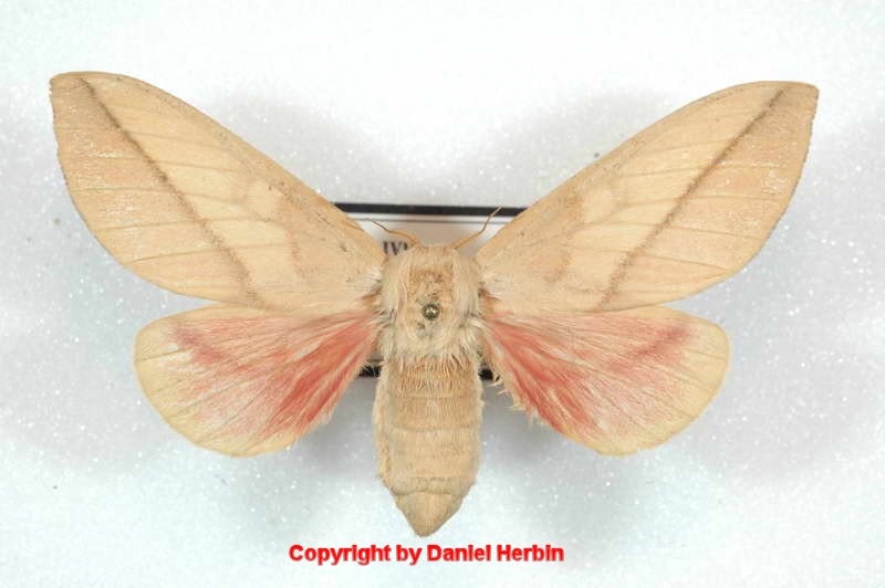 SATURNIIDAE World Homepage für den Saturniidenfreund